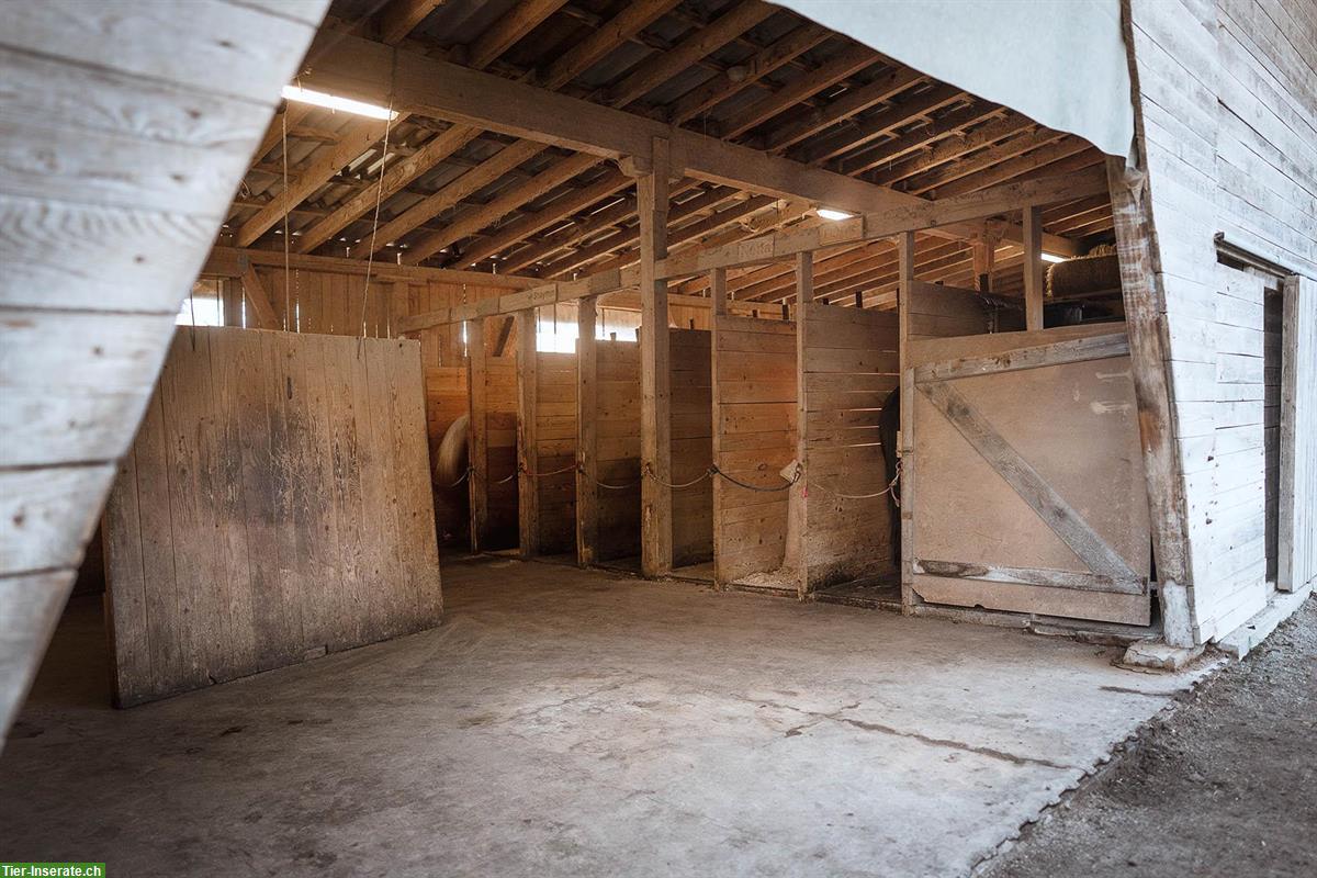 Bild 4: Pferde-Pensionsplatz in Offenstall auf Biohof Winterthur