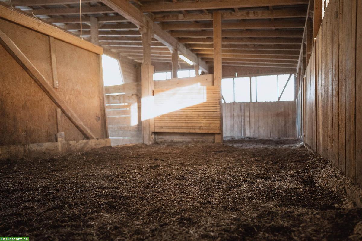 Bild 5: Pferde-Pensionsplatz in Offenstall auf Biohof Winterthur