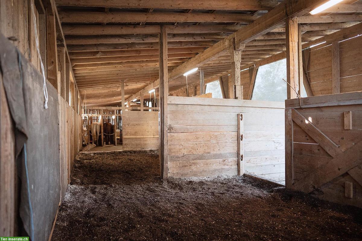 Bild 6: Pferde-Pensionsplatz in Offenstall auf Biohof Winterthur