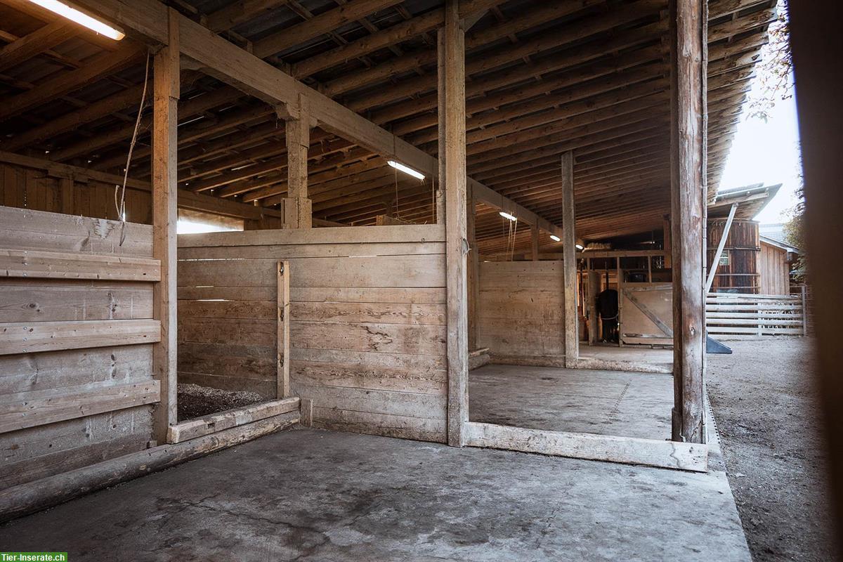 Bild 7: Pferde-Pensionsplatz in Offenstall auf Biohof Winterthur