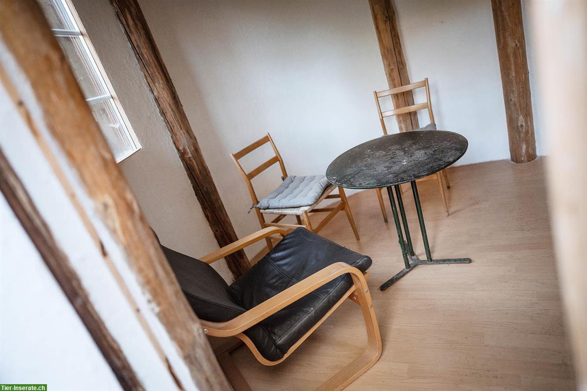 Bild 8: Pferde-Pensionsplatz in Offenstall auf Biohof Winterthur