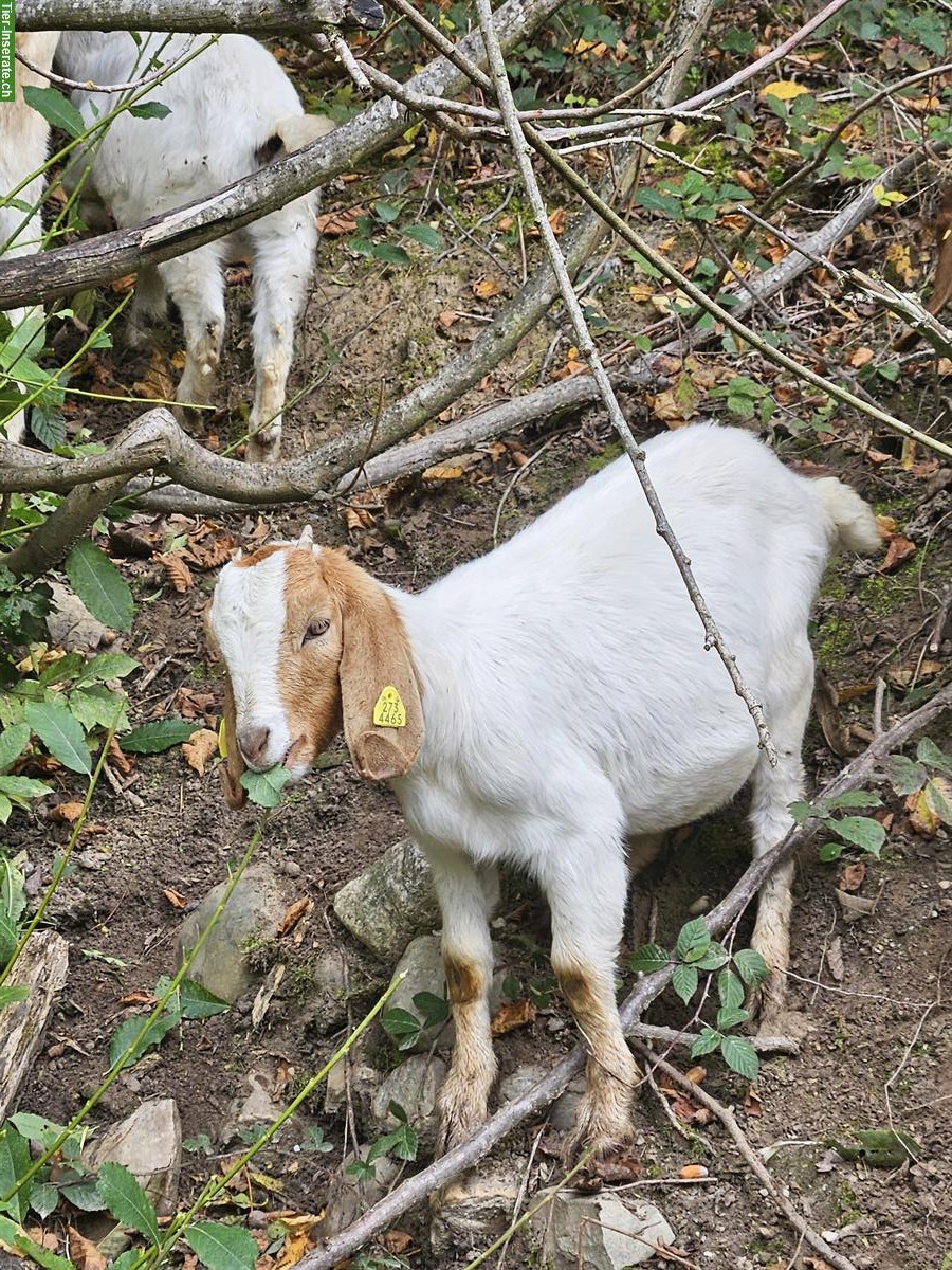 2 junge Burenziegen Weibchen, Verkauf oder Tausch