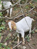 2 junge Burenziegen Weibchen, Verkauf oder Tausch