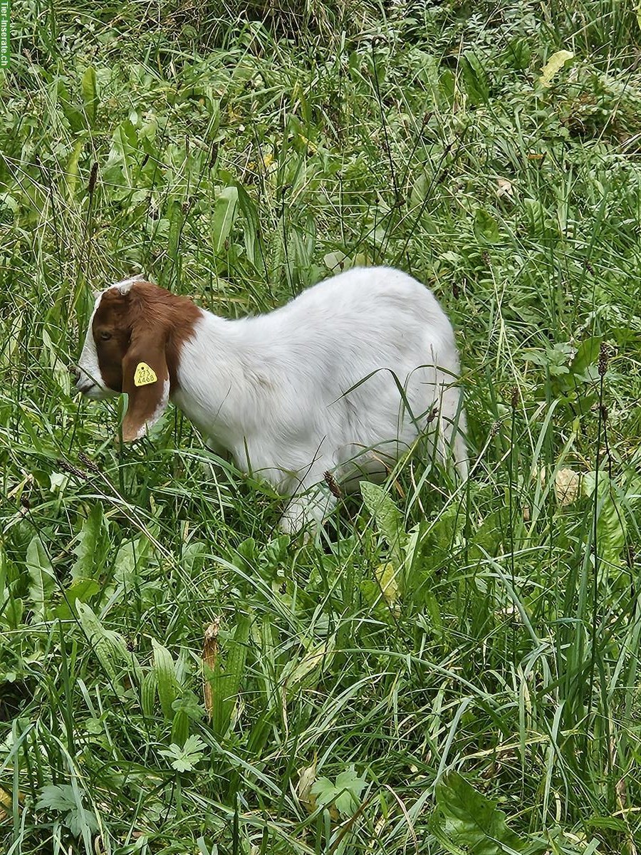 Bild 2: 2 junge Burenziegen Weibchen, Verkauf oder Tausch