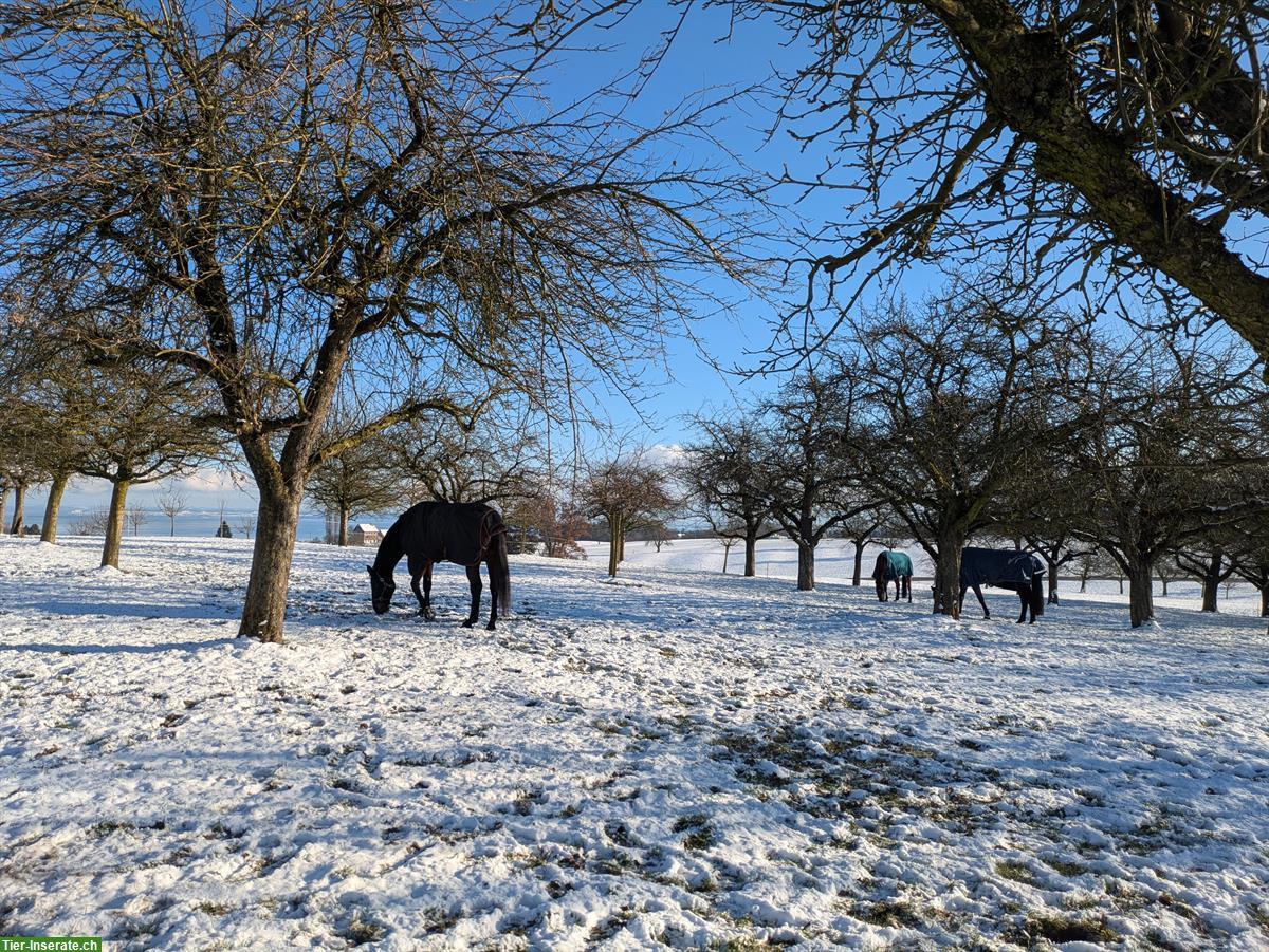 Pferde-Auslaufboxe zu vermieten, Freidorf TG