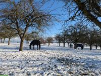 Pferde-Auslaufboxe zu vermieten, Freidorf TG