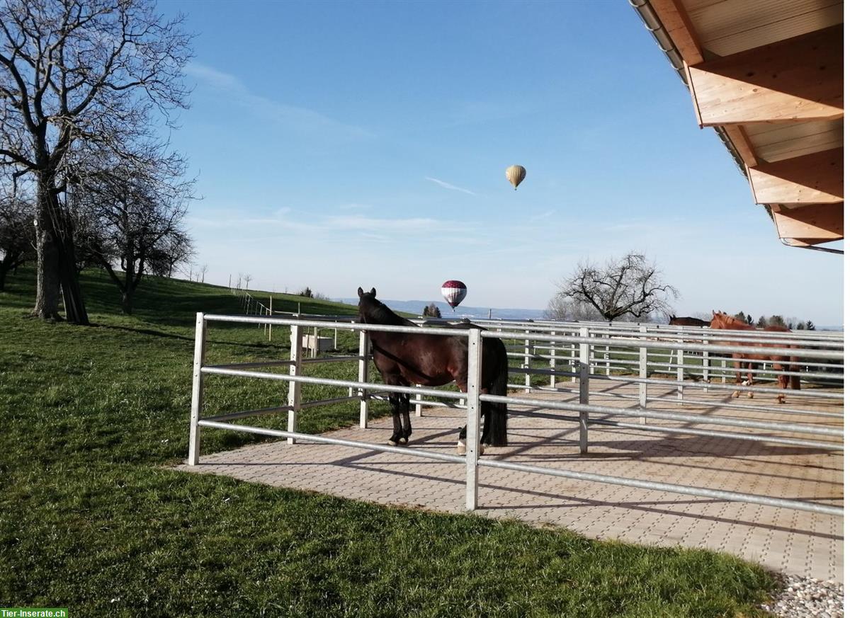 Bild 2: Pferde-Auslaufboxe zu vermieten, Freidorf TG