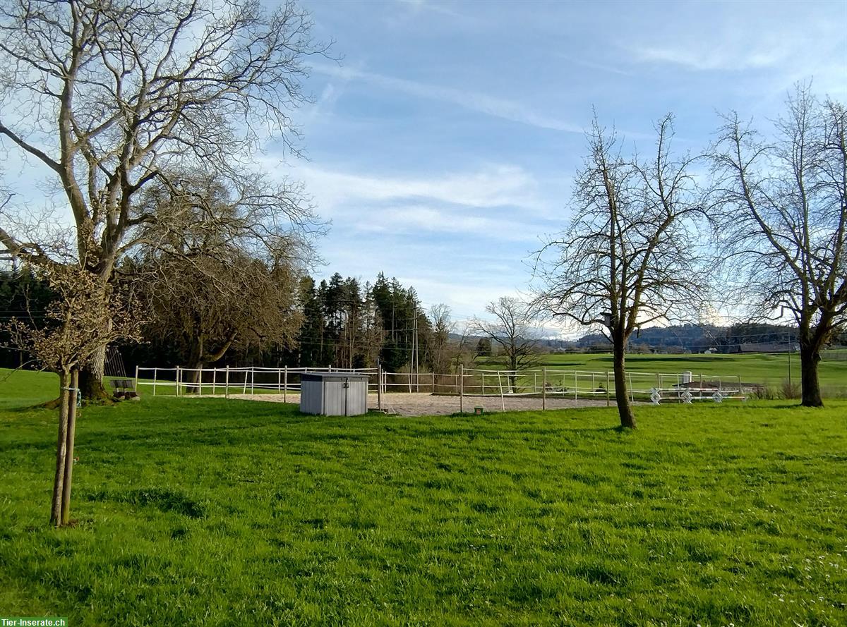 Bild 3: Pferde-Auslaufboxe zu vermieten, Freidorf TG