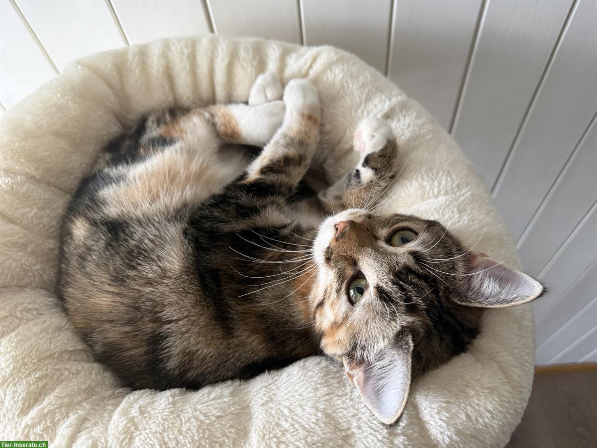 Gesunden Deckkater gesucht ab Ende September 2026