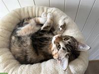 Gesunden Deckkater gesucht ab Ende September 2026