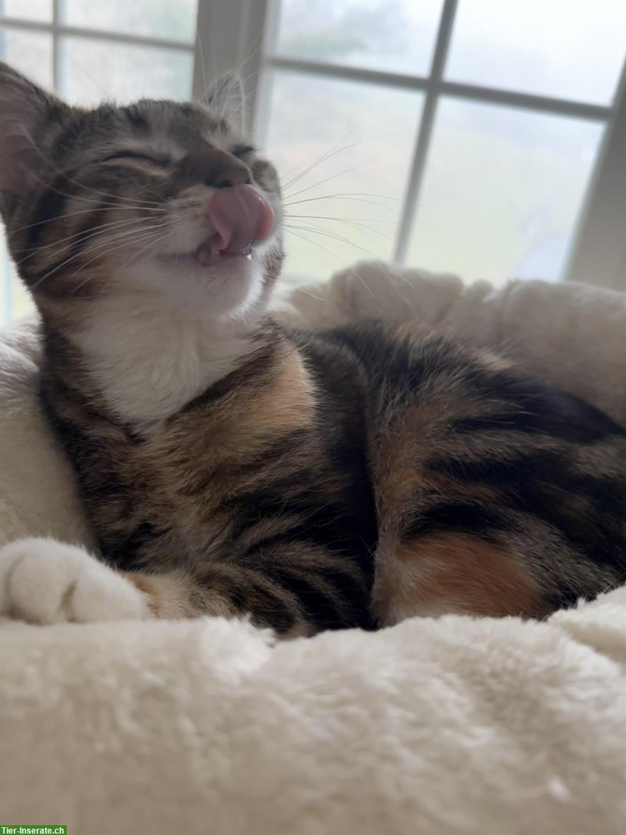 Bild 2: Gesunden Deckkater gesucht ab Ende September 2026