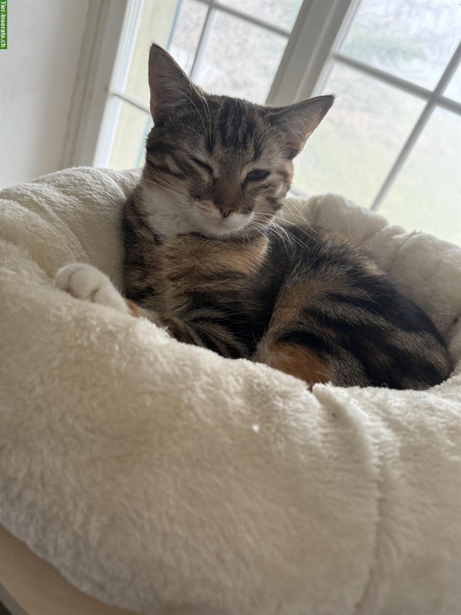 Bild 3: Gesunden Deckkater gesucht ab Ende September 2026