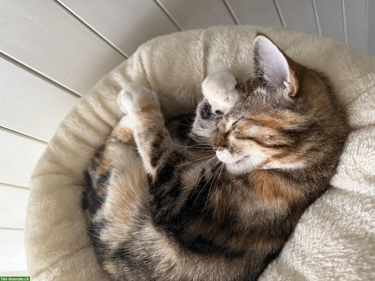 Bild 4: Gesunden Deckkater gesucht ab Ende September 2026