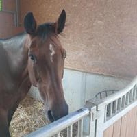 Pflege- und Spazierbeteiligung in Oberfrick AG