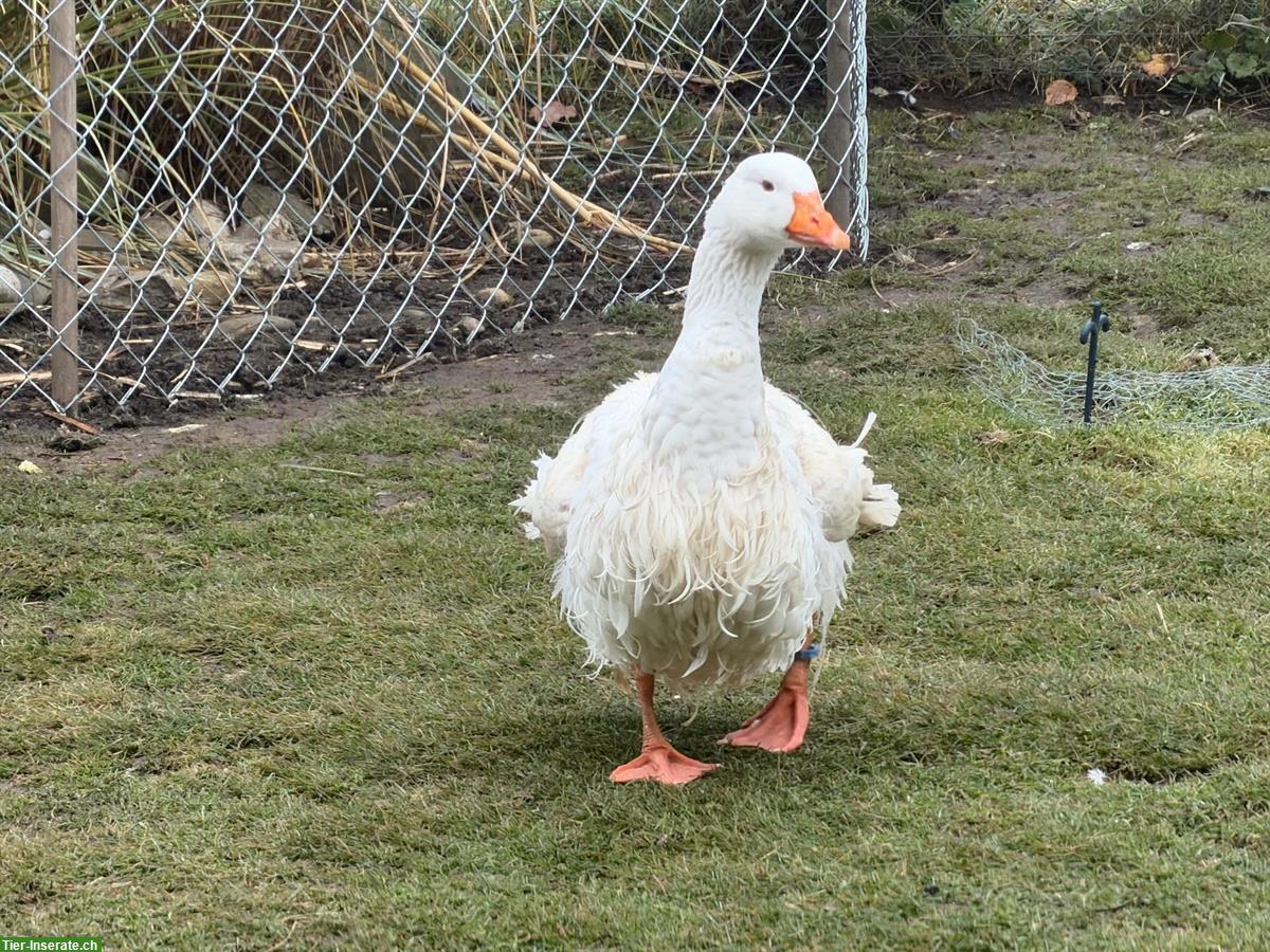 Lockengänse-Paar, Ganter und Gans