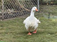 Lockengänse-Paar, Ganter und Gans