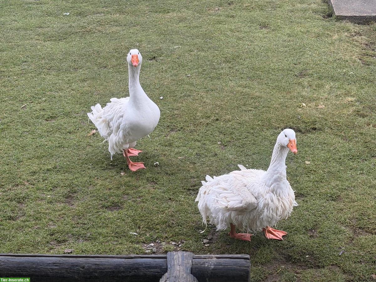Bild 2: Lockengänse-Paar, Ganter und Gans