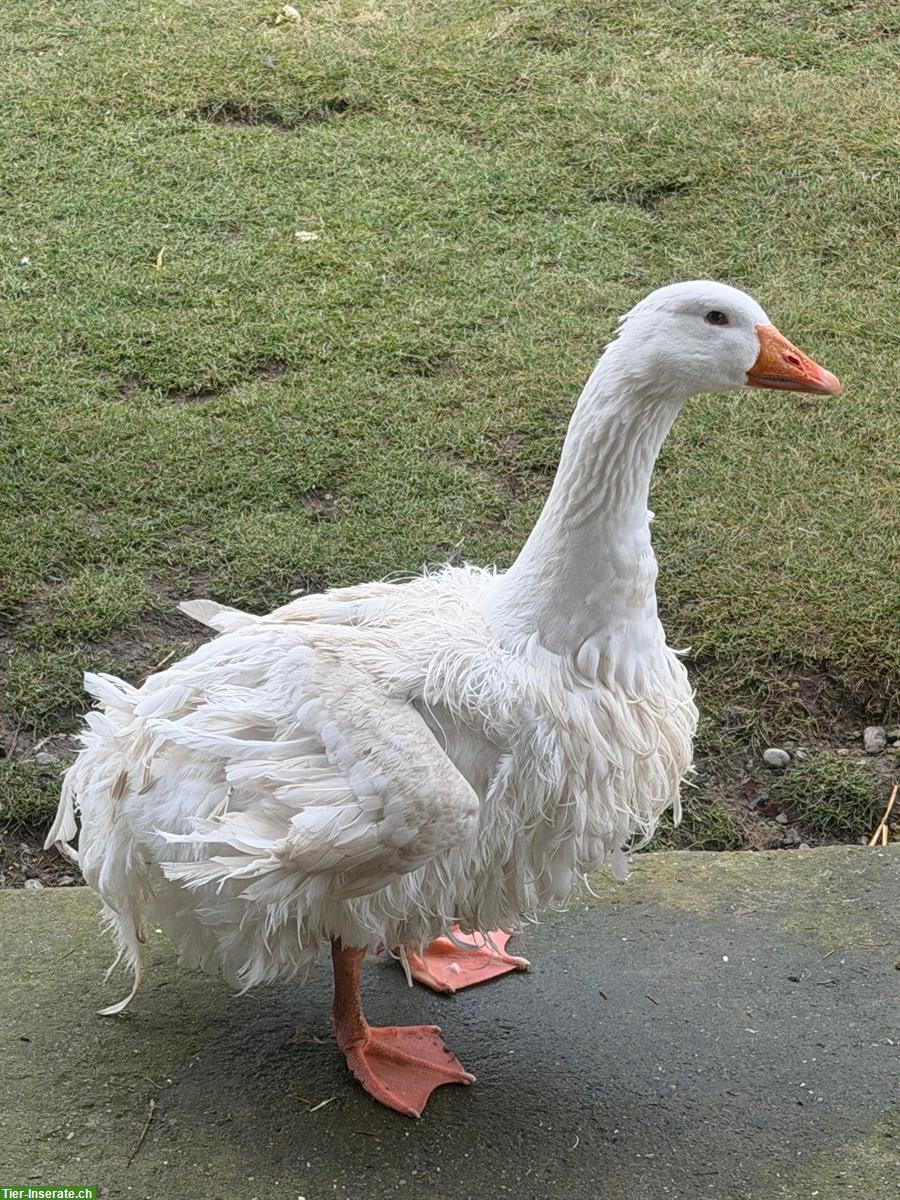 Bild 3: Lockengänse-Paar, Ganter und Gans