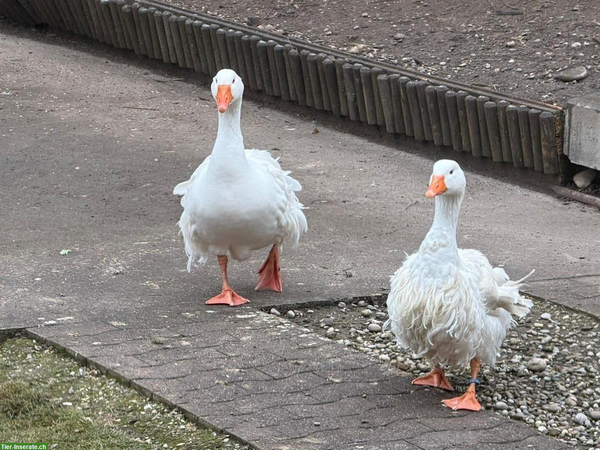 Bild 4: Lockengänse-Paar, Ganter und Gans