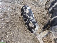 Turopolje-Schwein Absetzer zu verkaufen