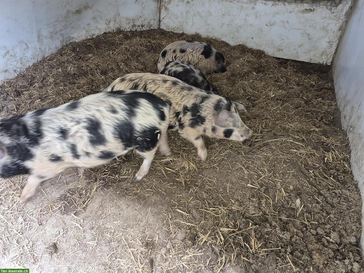 Bild 2: Turopolje-Schwein Absetzer zu verkaufen