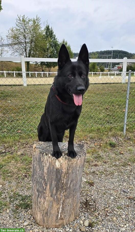 Schwarzer Deutscher Schäferhund zu verkaufen