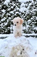 Lieber Maltipoo Rüde (5 Monate) sucht fürsorgliches Zuhause