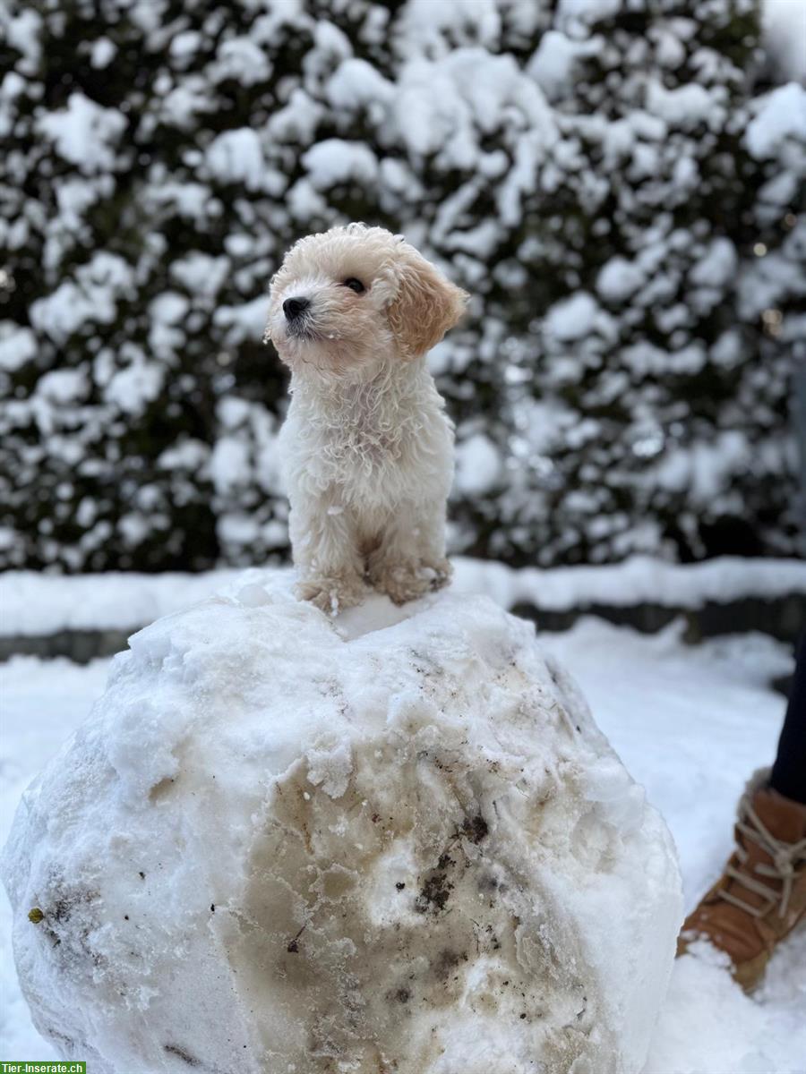 Bild 2: Lieber Maltipoo Rüde (5 Monate) sucht fürsorgliches Zuhause