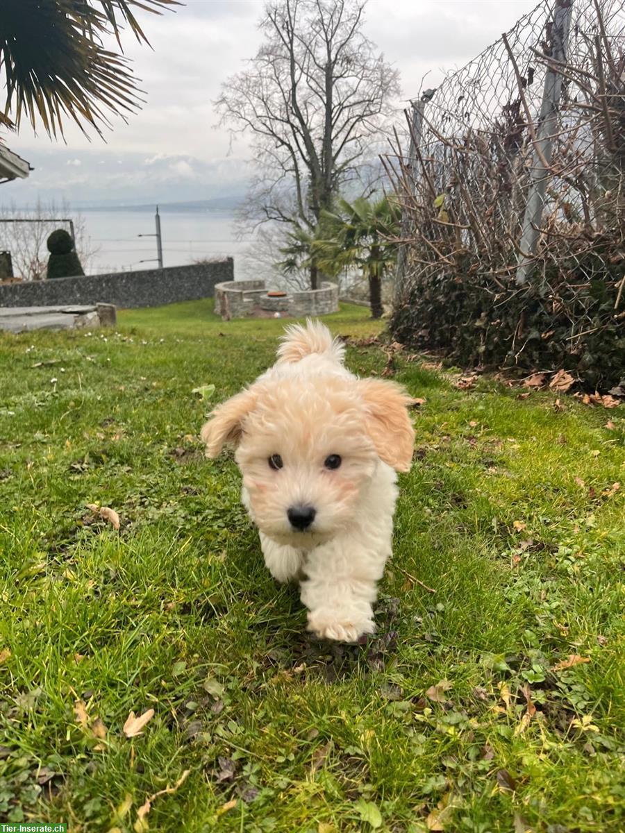 Bild 3: Lieber Maltipoo Rüde (5 Monate) sucht fürsorgliches Zuhause