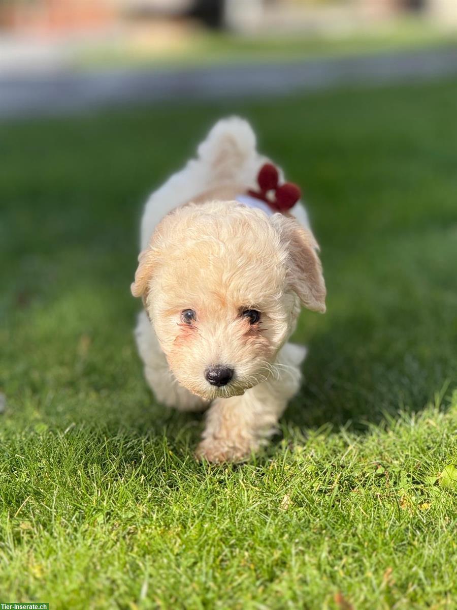 Bild 4: Lieber Maltipoo Rüde (5 Monate) sucht fürsorgliches Zuhause