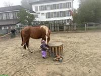 Freiberger Stute zu verkaufen, 3-jähriges Herzenspferd