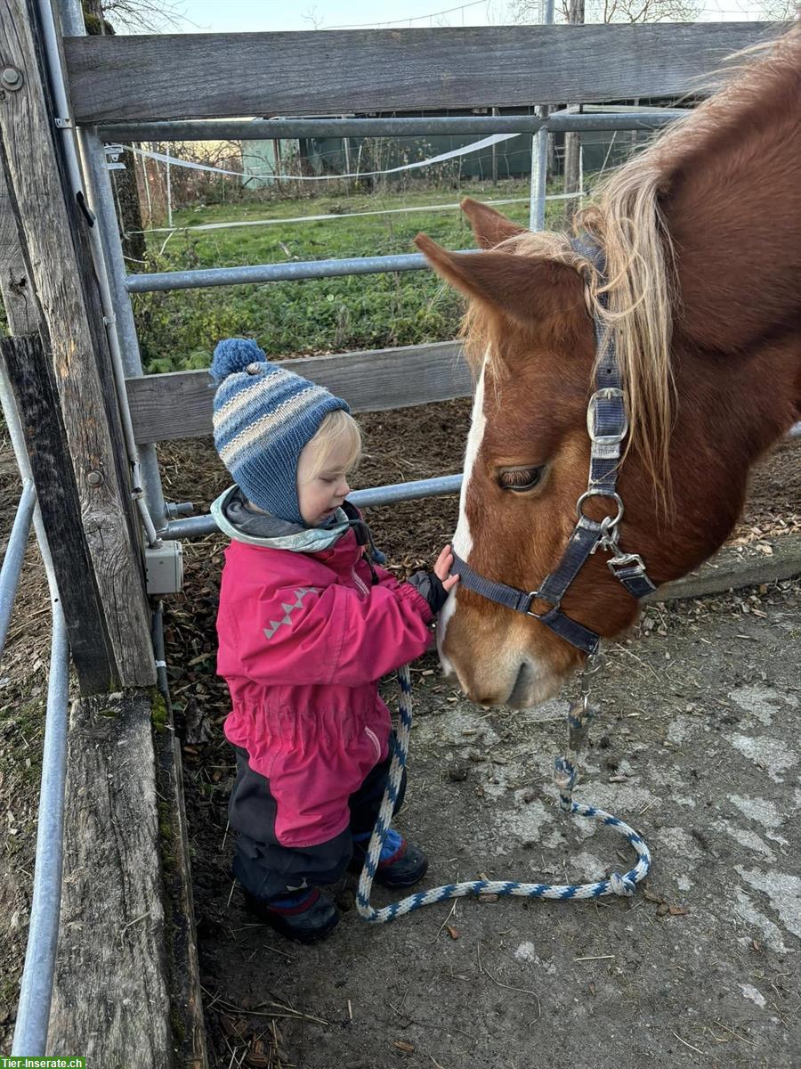 Bild 2: Freiberger Stute zu verkaufen, 3-jähriges Herzenspferd