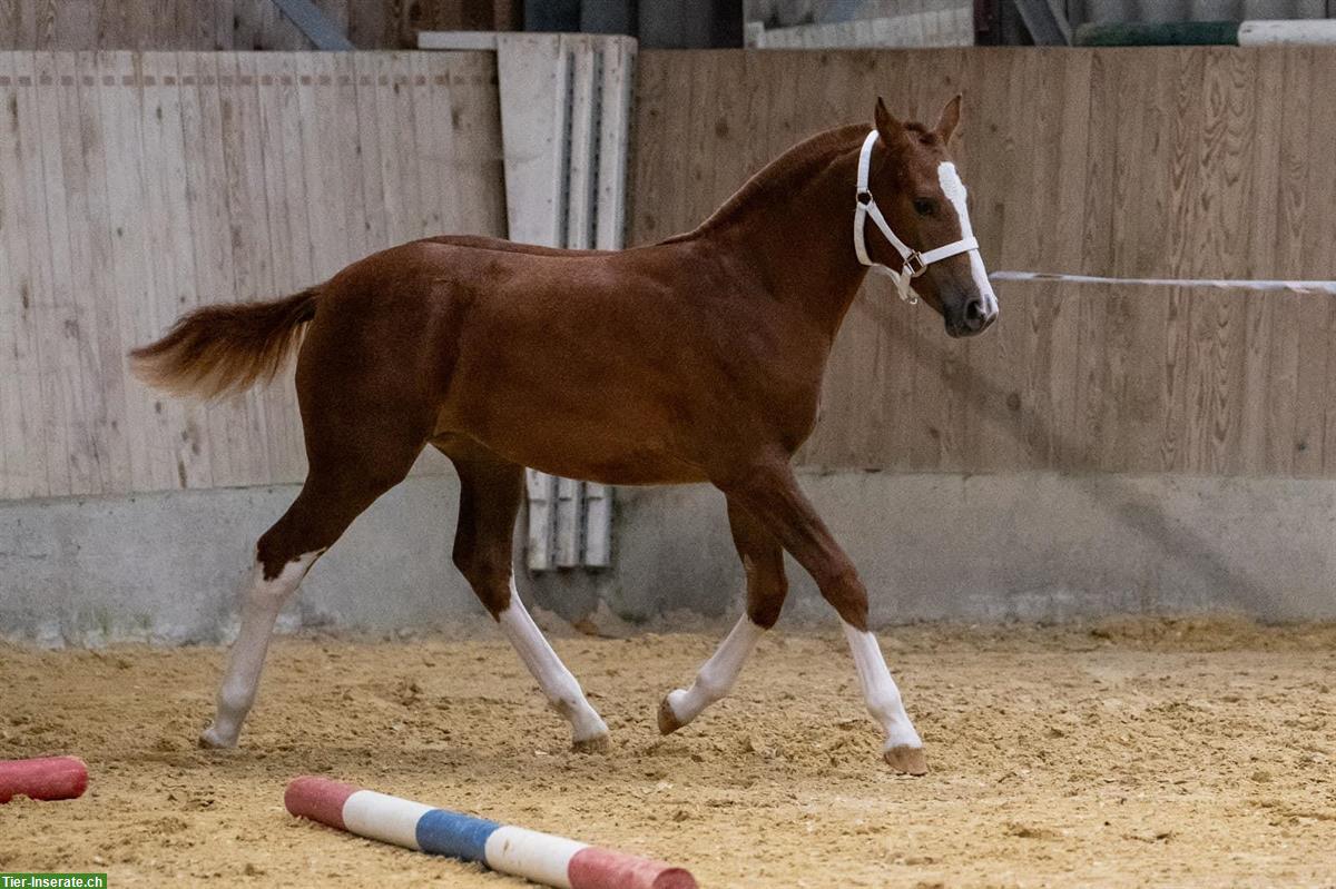Bild 3: Freiberger Stute zu verkaufen, 3-jähriges Herzenspferd