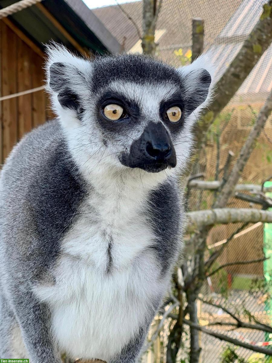 Freiwillige Tierpfleger gesucht in Waldkirch SG
