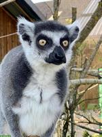 Freiwillige Tierpfleger gesucht in Waldkirch SG