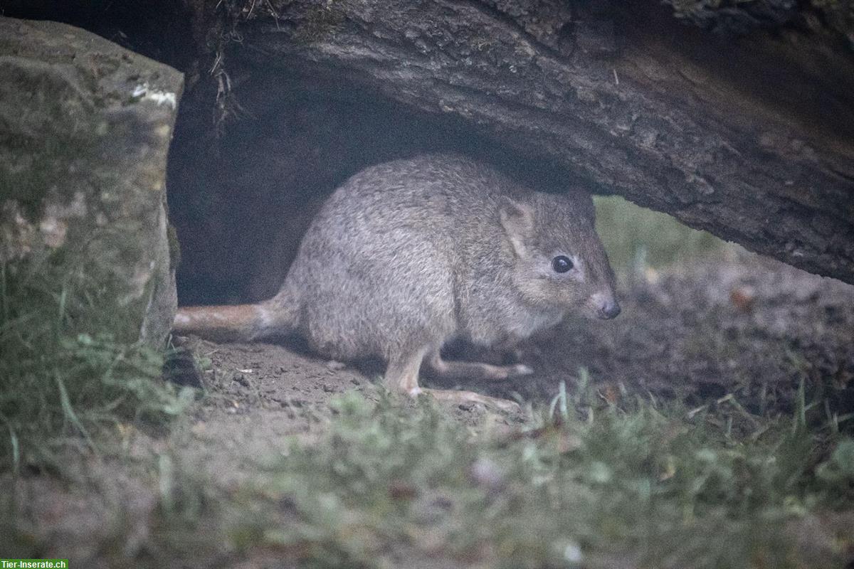 Bild 2: Freiwillige Tierpfleger gesucht in Waldkirch SG