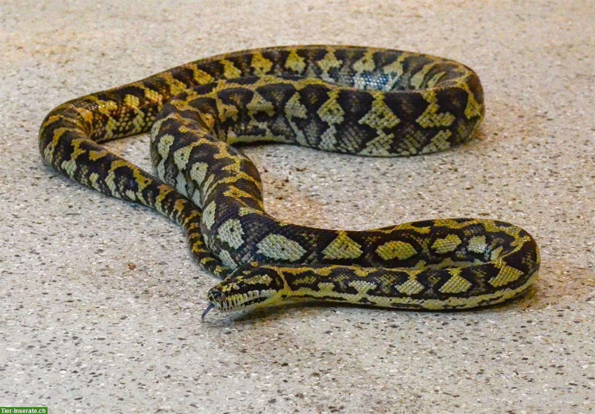 Bild 3: Freiwillige Tierpfleger gesucht in Waldkirch SG