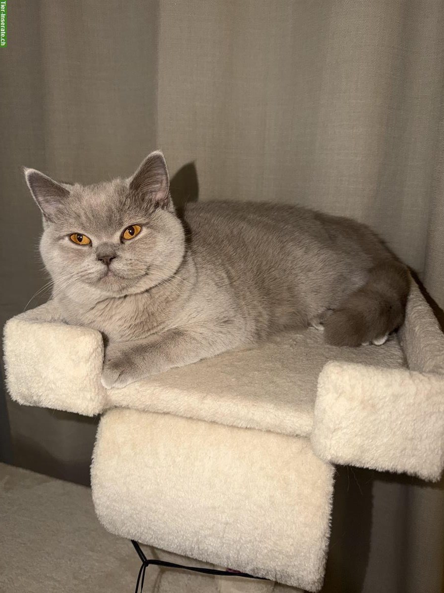 Britisch Kurzhaar Katze, liebevolle Wohnungskatze