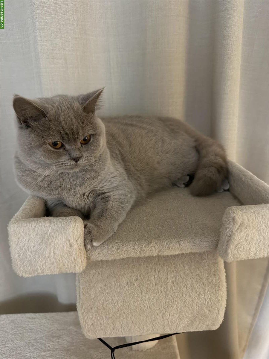 Bild 3: Britisch Kurzhaar Katze, liebevolle Wohnungskatze