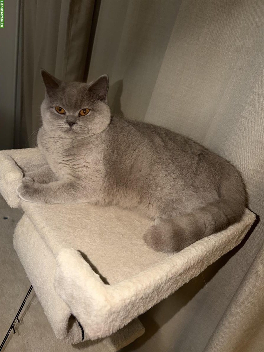 Bild 5: Britisch Kurzhaar Katze, liebevolle Wohnungskatze