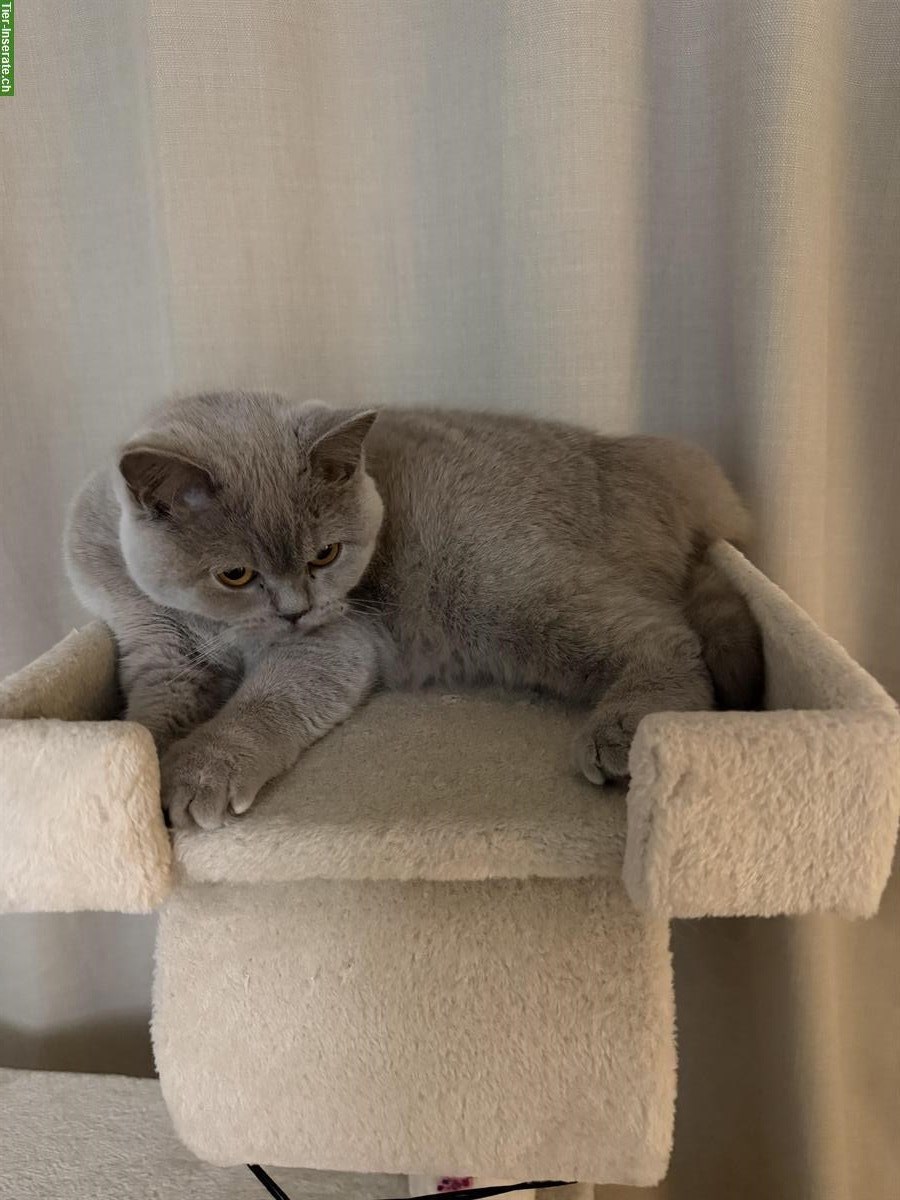 Bild 6: Britisch Kurzhaar Katze, liebevolle Wohnungskatze