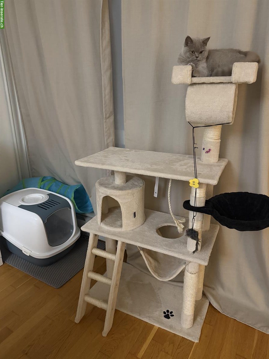 Bild 7: Britisch Kurzhaar Katze, liebevolle Wohnungskatze