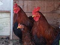 Zwerg Brahma Mix Hühner, 2 Hennen & 2 Hähne