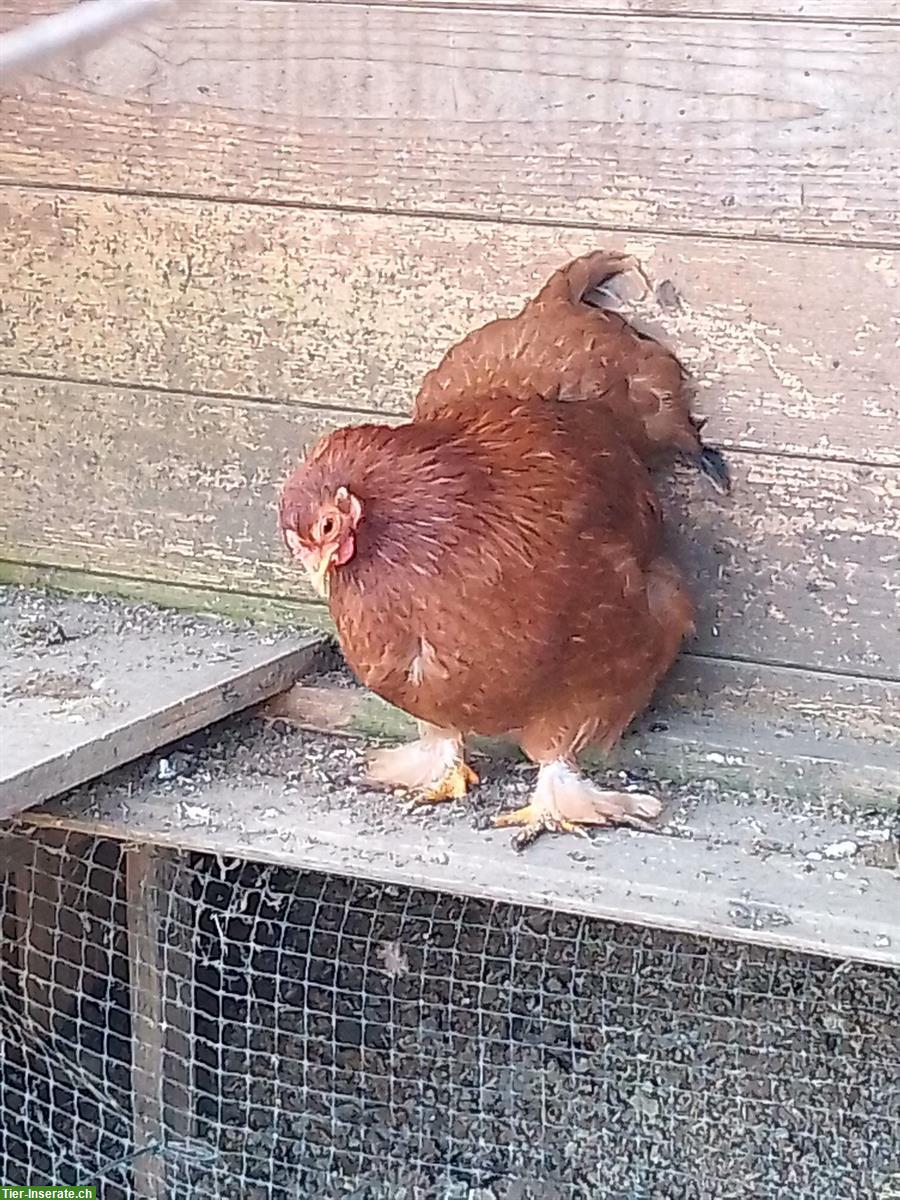 Bild 2: Zwerg Brahma Mix Hühner, 2 Hennen & 2 Hähne
