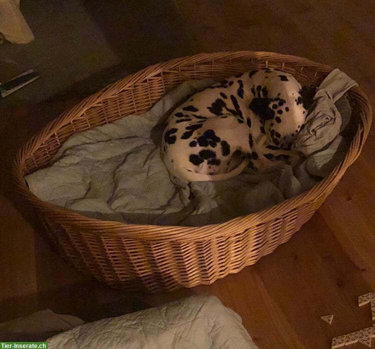 Hunde-Weidenkorb zu verkaufen