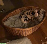 Hunde-Weidenkorb zu verkaufen