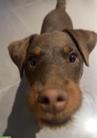 Deutscher Jagdterrier Rüde, 6 Monate, braun gefleckt