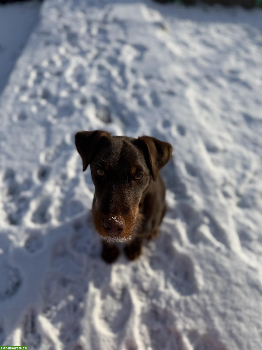 Bild 2: Deutscher Jagdterrier Rüde, 6 Monate, braun gefleckt