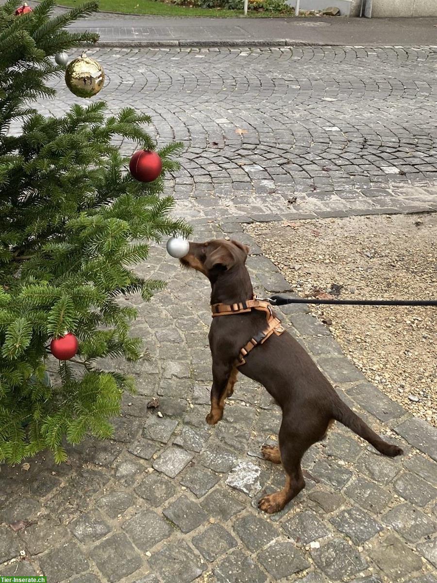 Bild 3: Deutscher Jagdterrier Rüde, 6 Monate, braun gefleckt