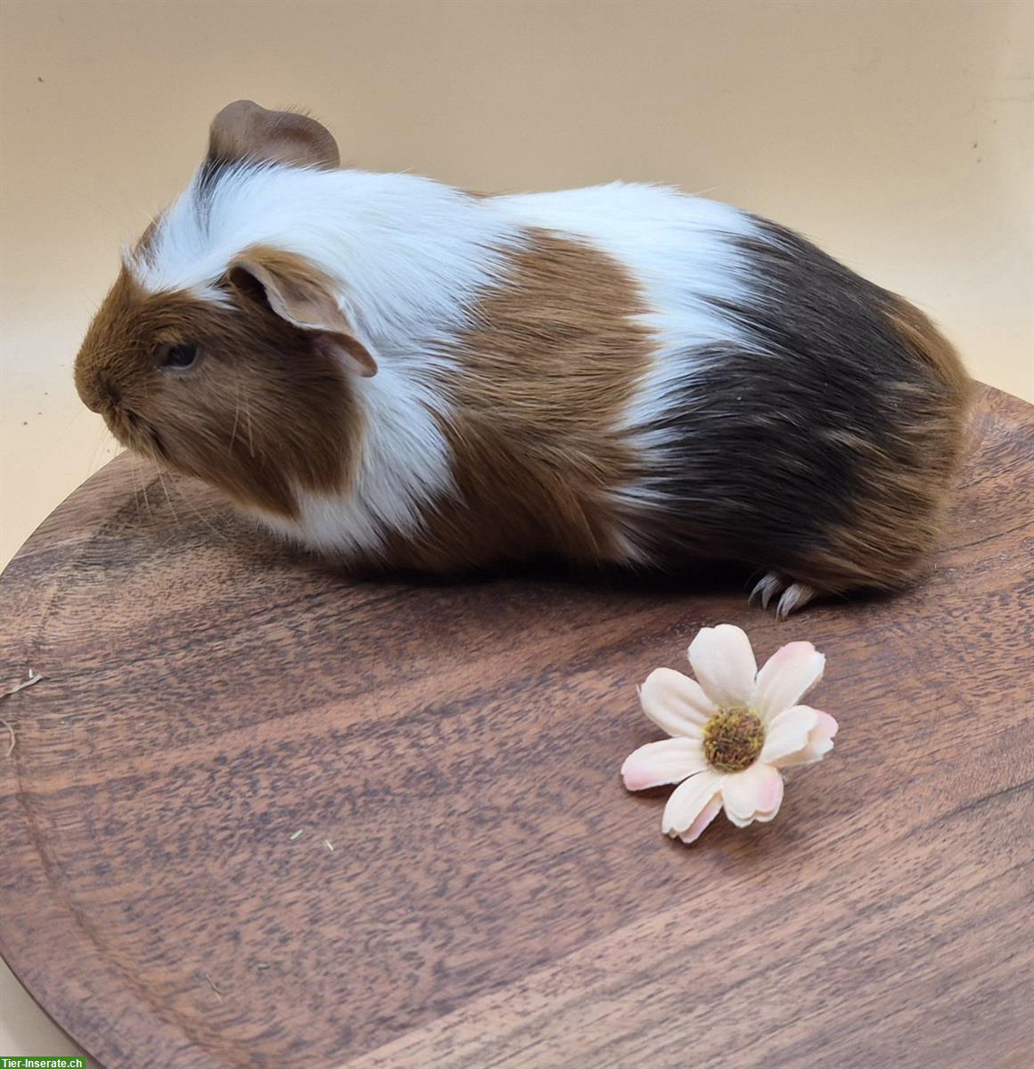 Süsses Crested Meerschweinchen Girl aus Zucht